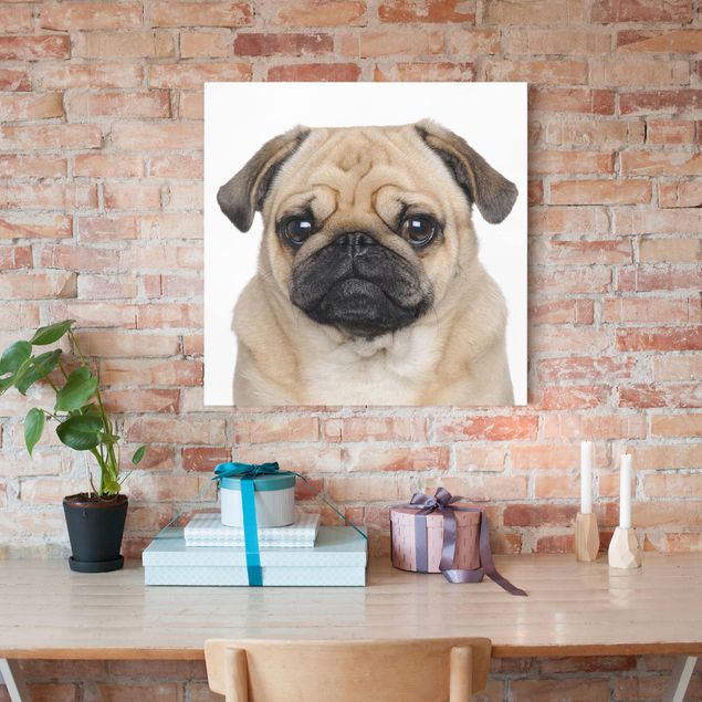 Canvas schilderijen Pug Portrait