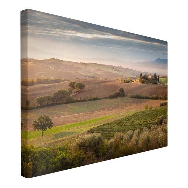 Canvas schilderijen Olive Grove In Tuscany