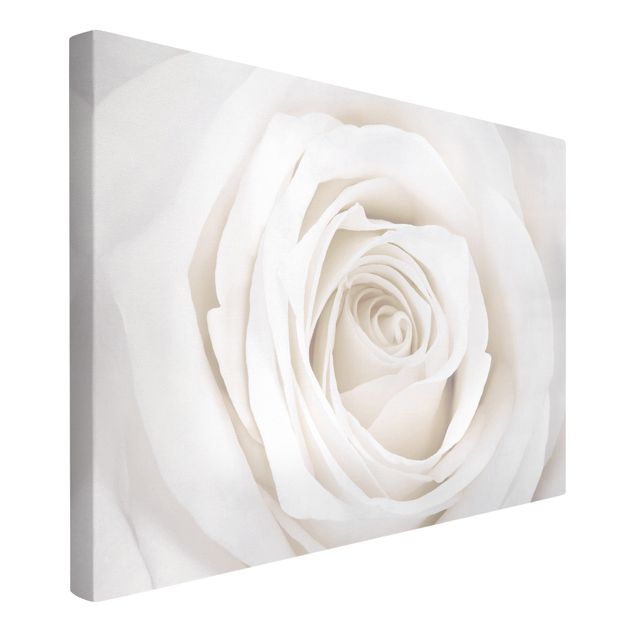 Canvas schilderijen Pretty White Rose