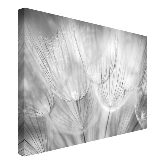 Canvas schilderijen Dandelions macro shot in black and white