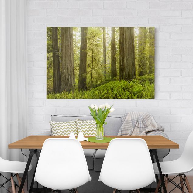 Canvas schilderijen Redwood State Park Forest View