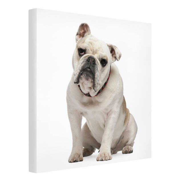 Canvas schilderijen Skeptical Bulldog