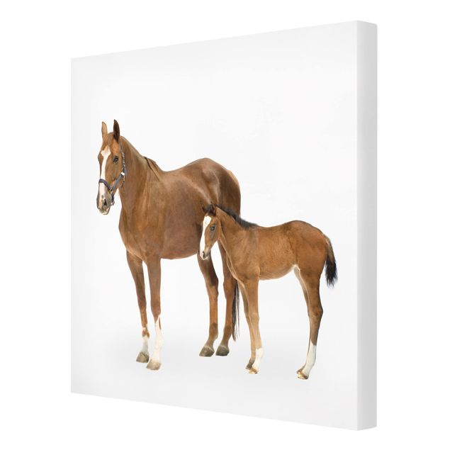 Canvas schilderijen Mare & Foal