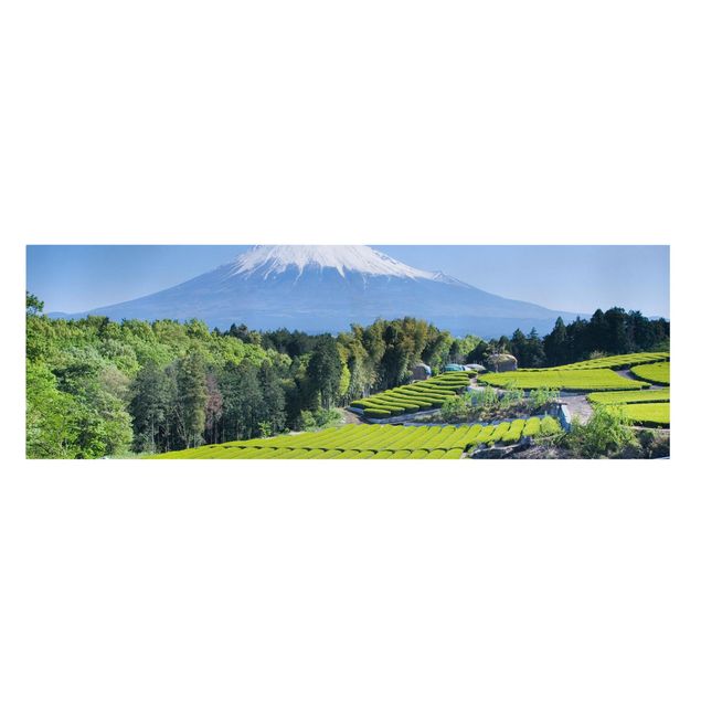 Canvas schilderijen Tea Fields In Front Of The Fuji