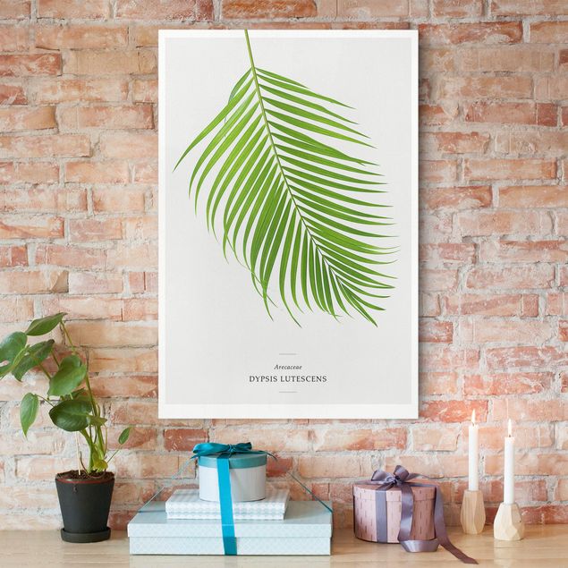 Canvas schilderijen Tropical Leaf Areca Palm