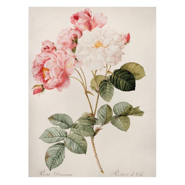 Canvas schilderijen Pierre Joseph Redoute - Pink Damascena