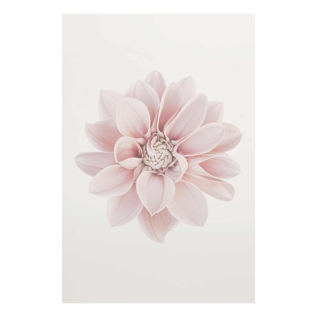 Glasschilderijen Dahlia Flower Pastel White Pink