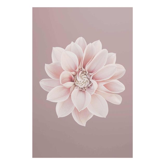 Glasschilderijen Dahlia Flower Lavender White Pink