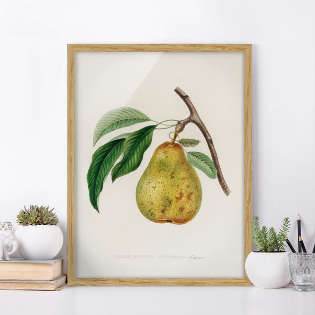Ingelijste posters Botany Vintage Illustration Yellow Pear