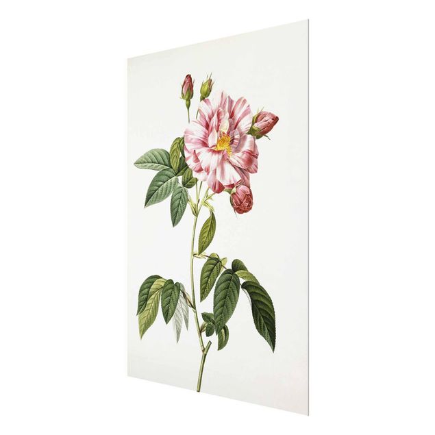 Glasschilderijen Pierre Joseph Redoute - Pink Gallica Rose