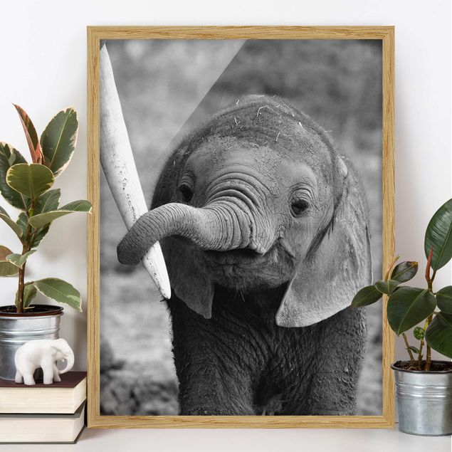 Ingelijste posters Baby Elephant