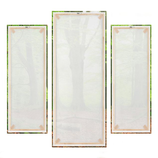 Canvas schilderijen - 3-delig Mighty Beech Trees