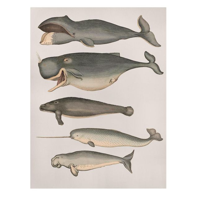 Canvas schilderijen Five Vintage Whales