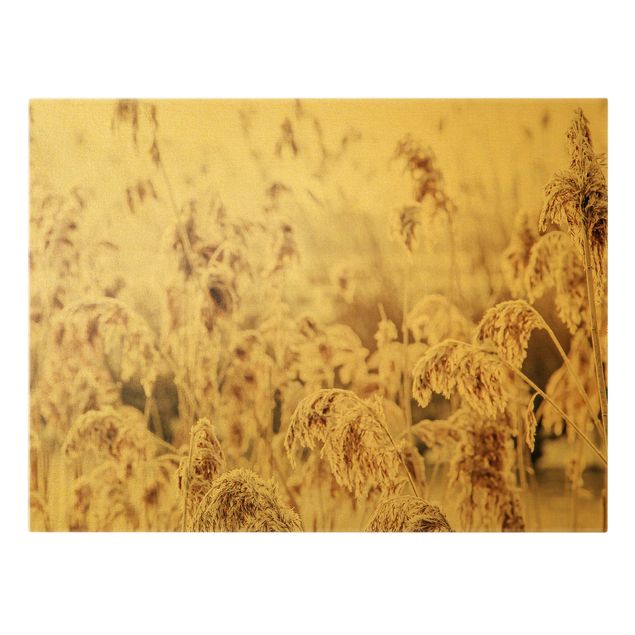 Canvas schilderijen - Goud An Ocean Of Sunlit Reed