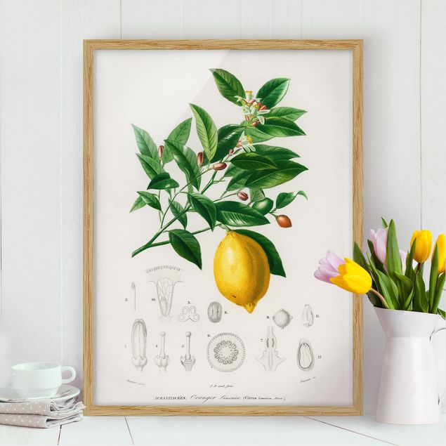 Ingelijste posters Botany Vintage Illustration Of Lemon