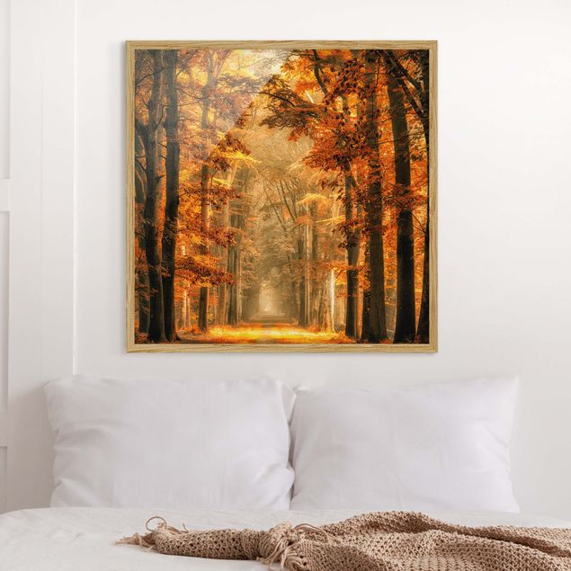 Ingelijste posters Enchanted Forest In Autumn
