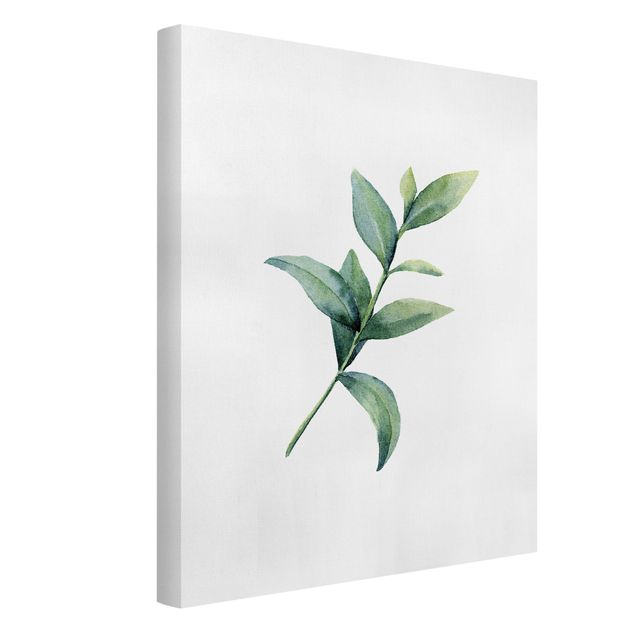 Canvas schilderijen Waterclolour Eucalyptus ll