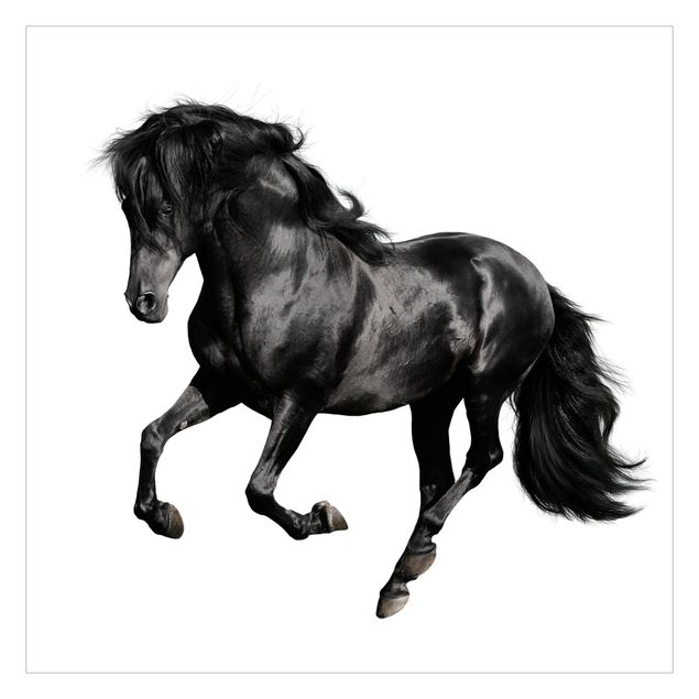Fotobehang Arabian Stallion