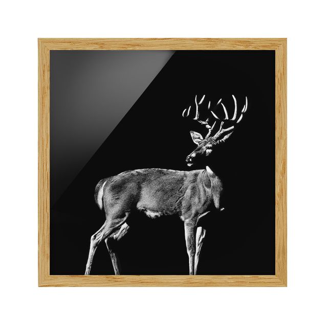 Ingelijste posters Deer In The Dark