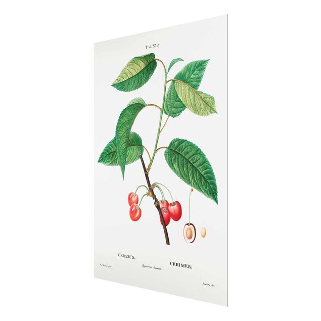 Glasschilderijen Botany Vintage Illustration Red Cherries