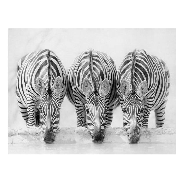Canvas schilderijen Zebra Trio In Black And White