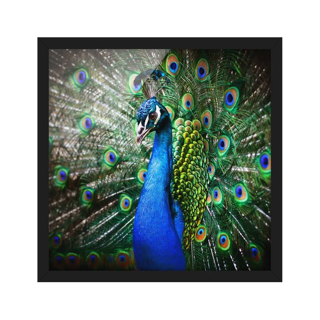 Ingelijste posters Noble Peacock