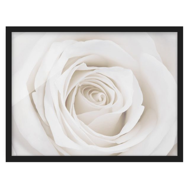 Ingelijste posters Pretty White Rose