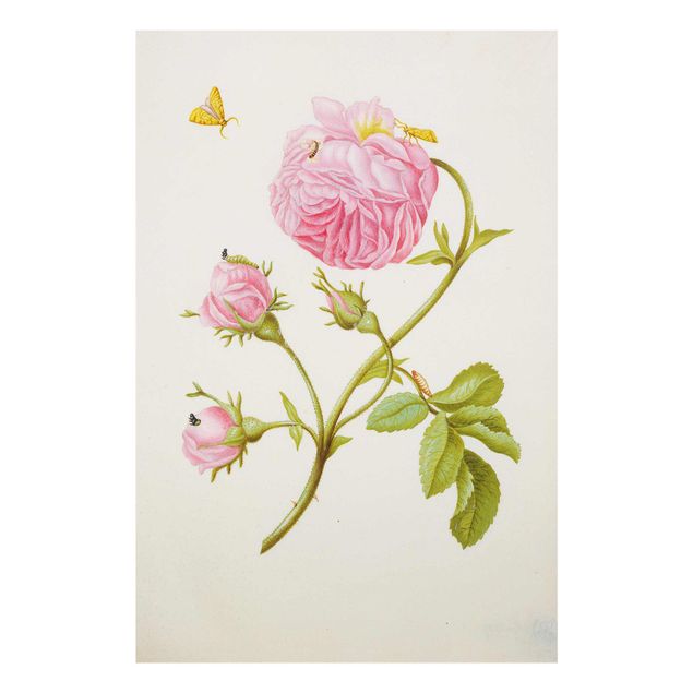 Glasschilderijen Anna Maria Sibylla Merian - Wild Rose With Gracillariidae