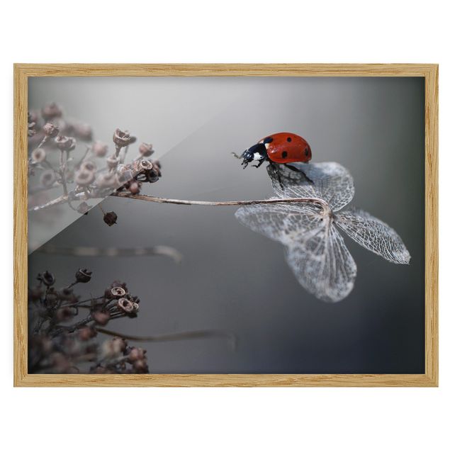 Ingelijste posters Ladybird On Hydrangea