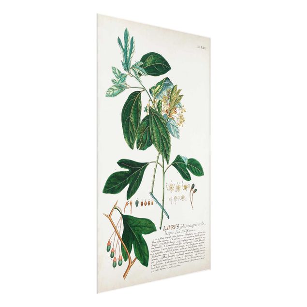 Glasschilderijen Vintage Botanical Illustration Laurel