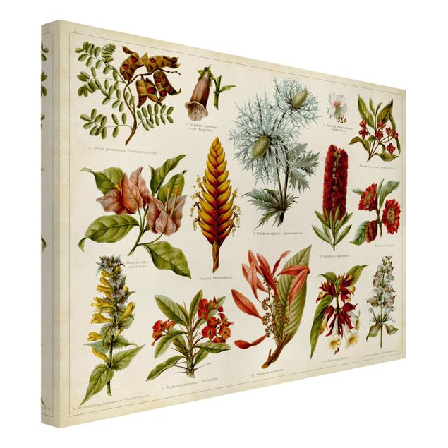 Canvas schilderijen Vintage Board Tropical Botany I
