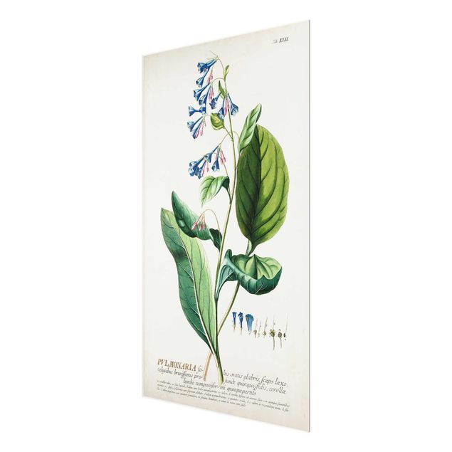 Glasschilderijen Vintage Botanical Illustration Lungwort