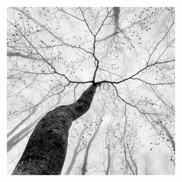Fotobehang - Treetops In The Sky