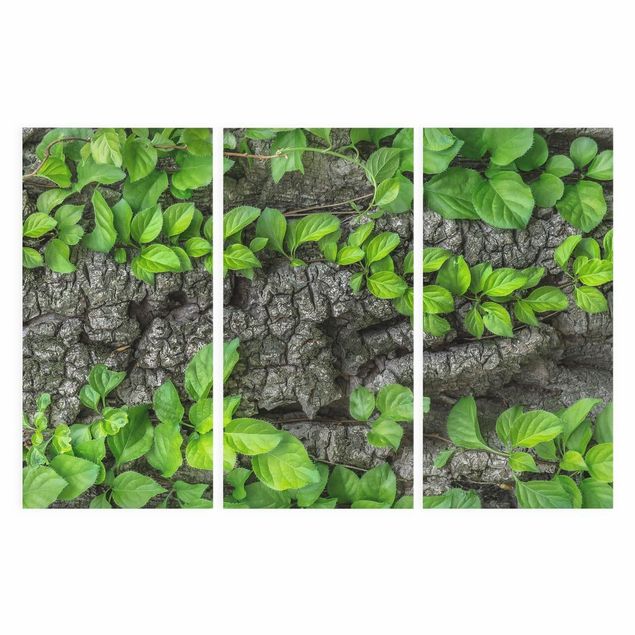 Canvas schilderijen - 3-delig Ivy Tendrils Tree Bark