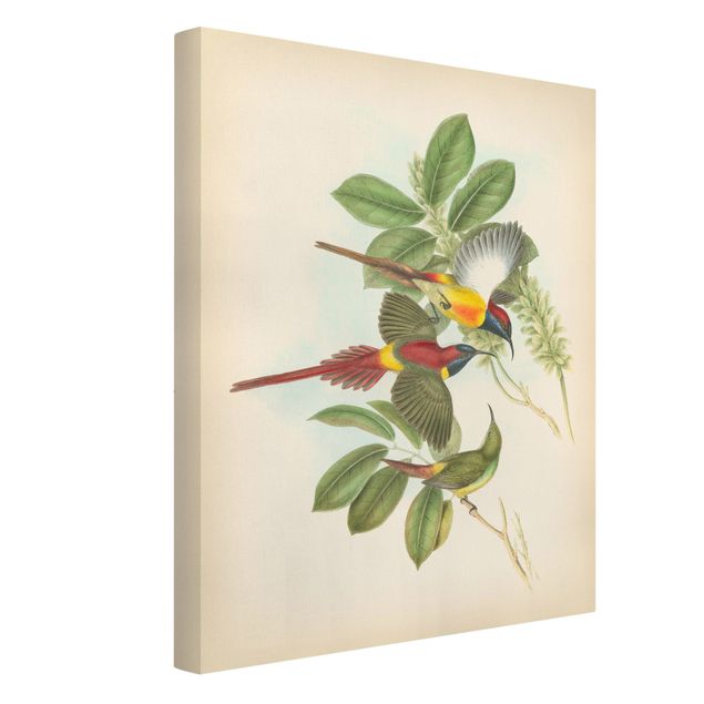 Canvas schilderijen Vintage Illustration Tropical Birds III