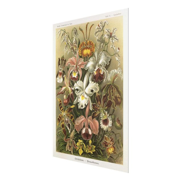 Glasschilderijen Vintage Board Orchid