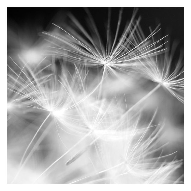 Fotobehang Moving Dandelions Close Up On Black Background