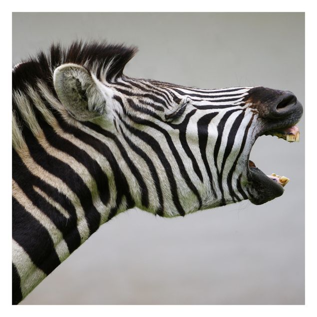 Fotobehang Roaring Zebra