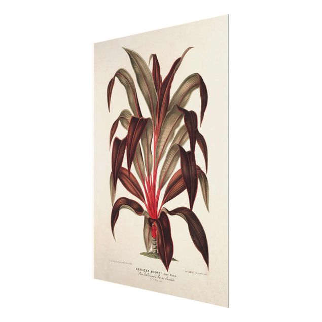 Glasschilderijen Botany Vintage Illustration Of Dragon Tree