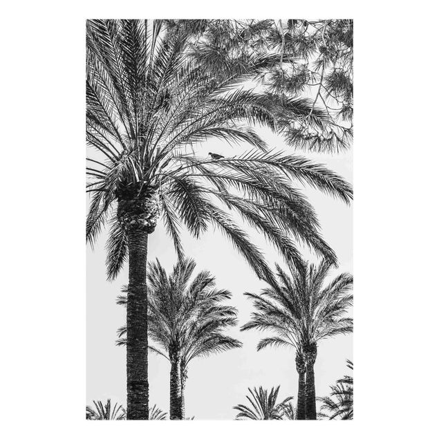Glasschilderijen Palm Trees At Sunset Black And White