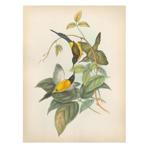 Canvas schilderijen Vintage Illustration Tropical Birds IV