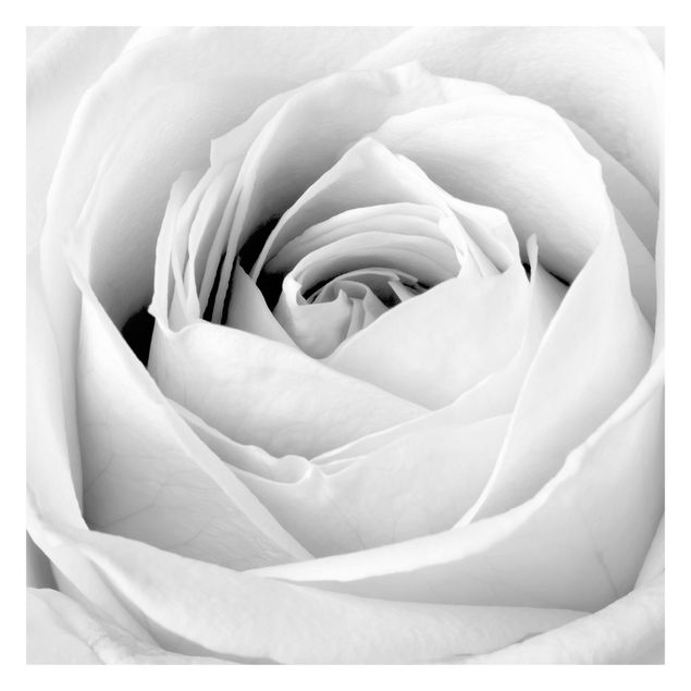 Fotobehang Close Up Rose