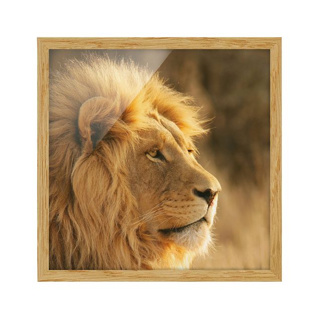 Ingelijste posters King Lion