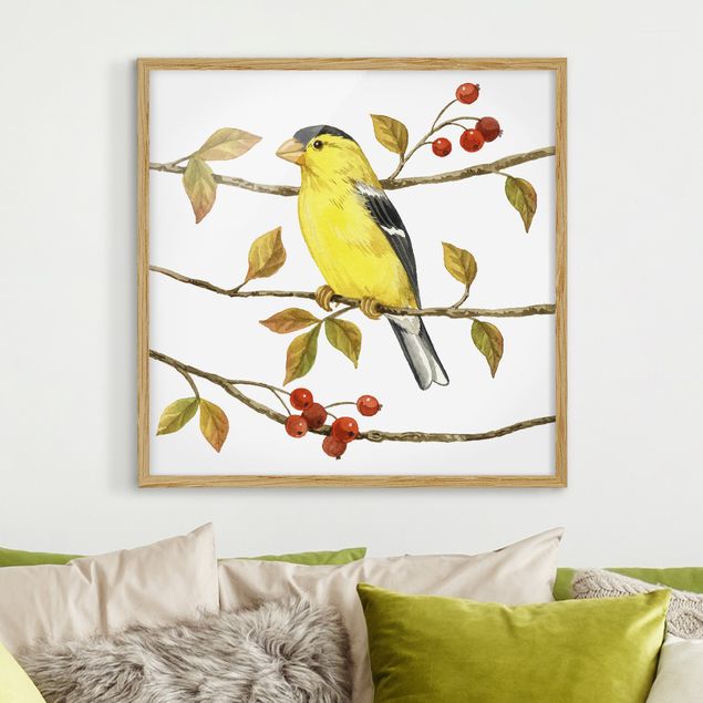 Ingelijste posters Birds And Berries - American Goldfinch