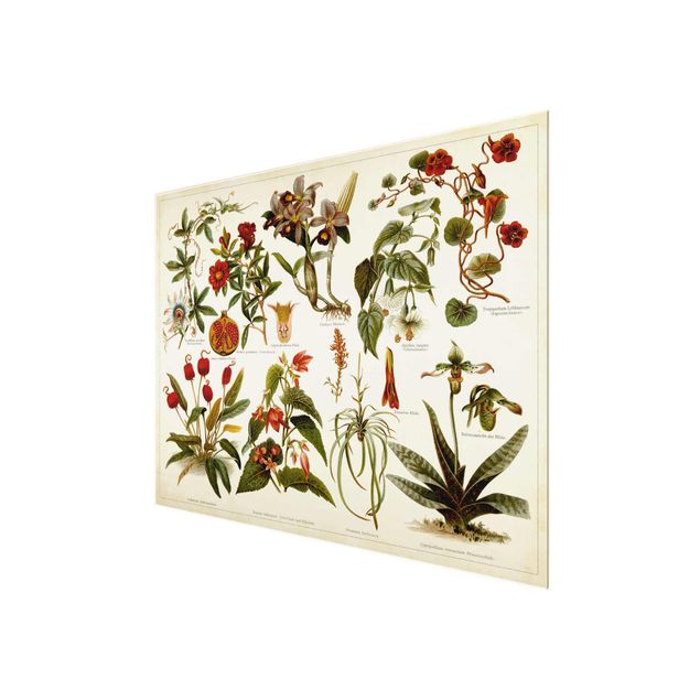 Glasschilderijen Vintage Board Tropical Botany II