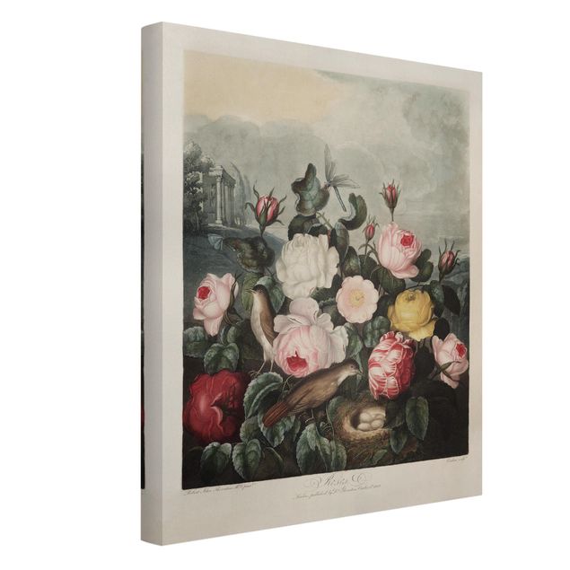 Canvas schilderijen Botany Vintage Illustration Of Roses