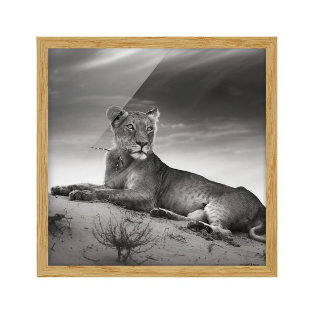 Ingelijste posters Resting Lion