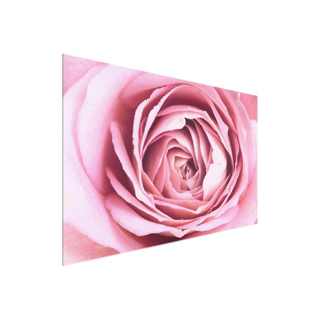 Glasschilderijen Pink Rose Blossom