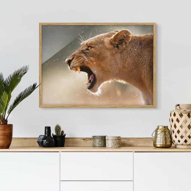Ingelijste posters Lioness on the hunt