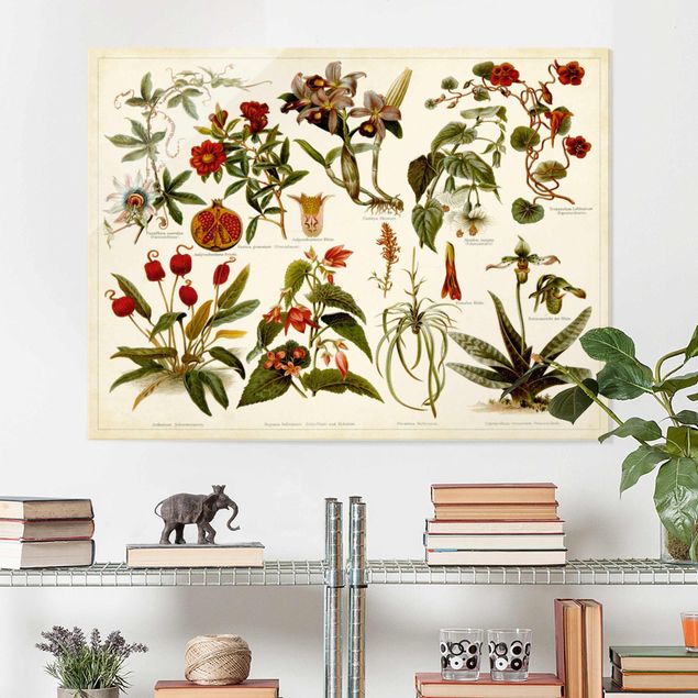 Glasschilderijen Vintage Board Tropical Botany II